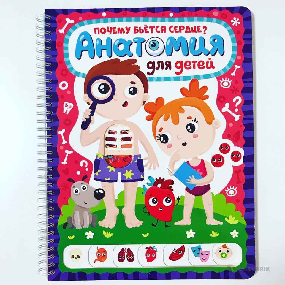 Почему бьется сердце? Анатомия для детей