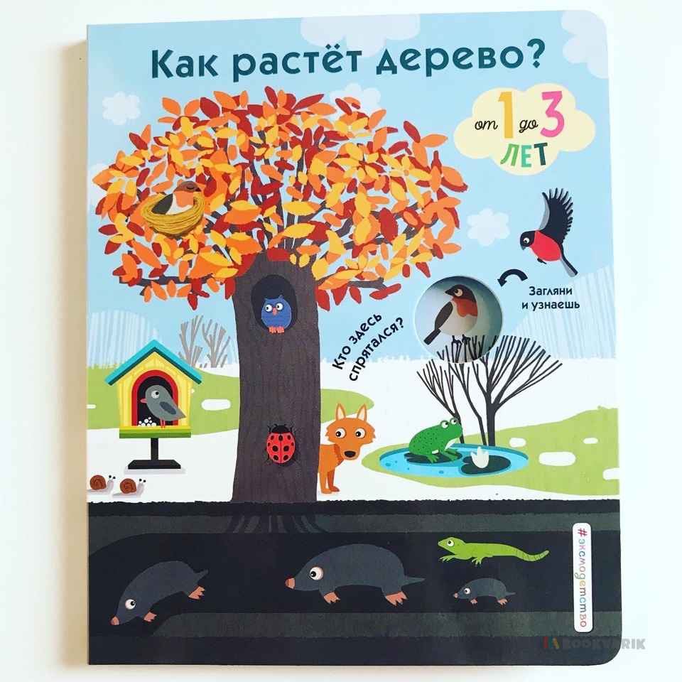 Как растет дерево?